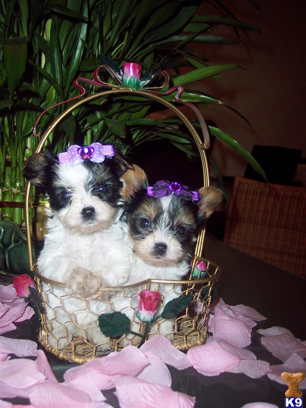Puppies in Perris